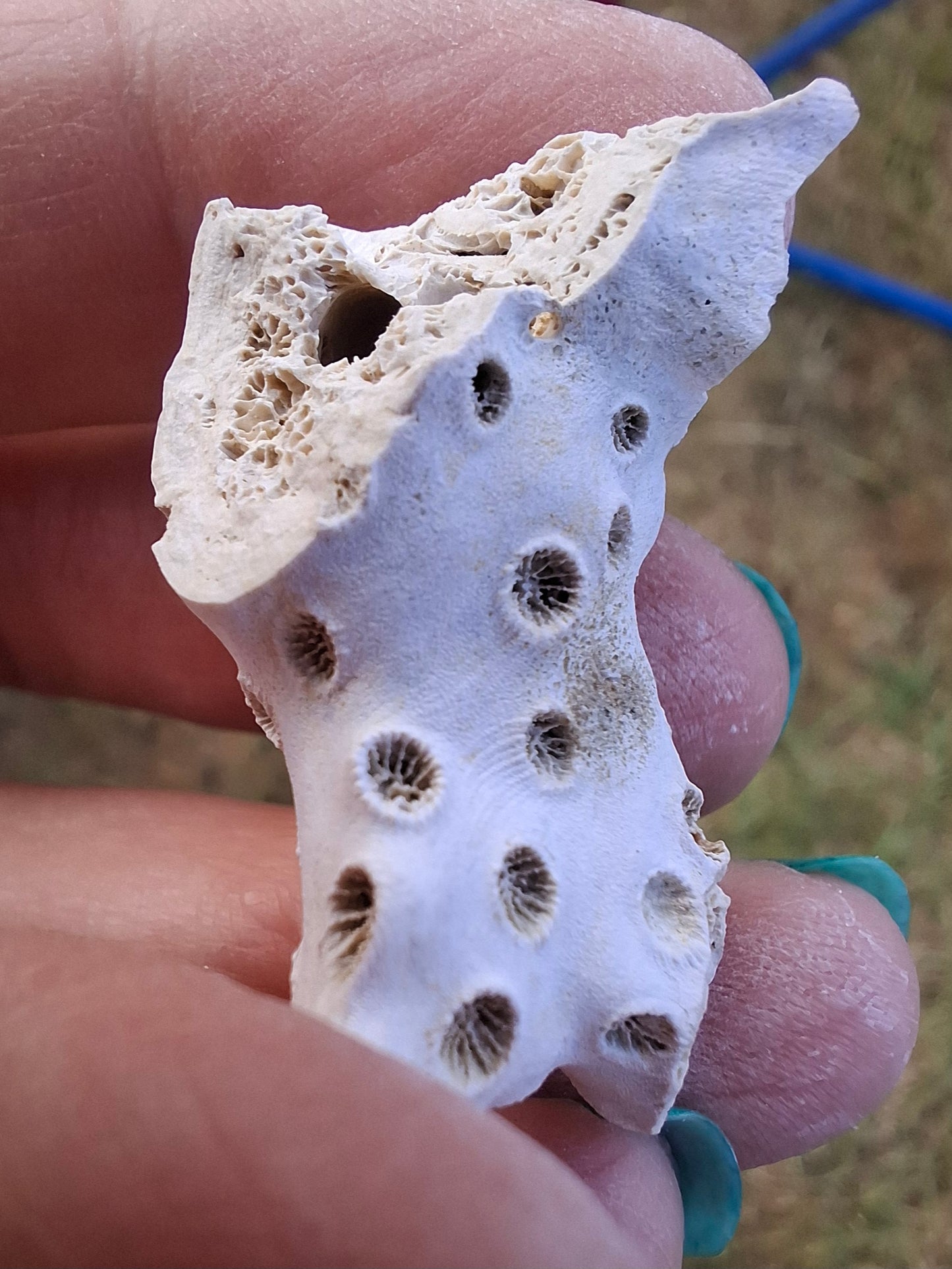 Fossil Coral, (Ref: FC4)