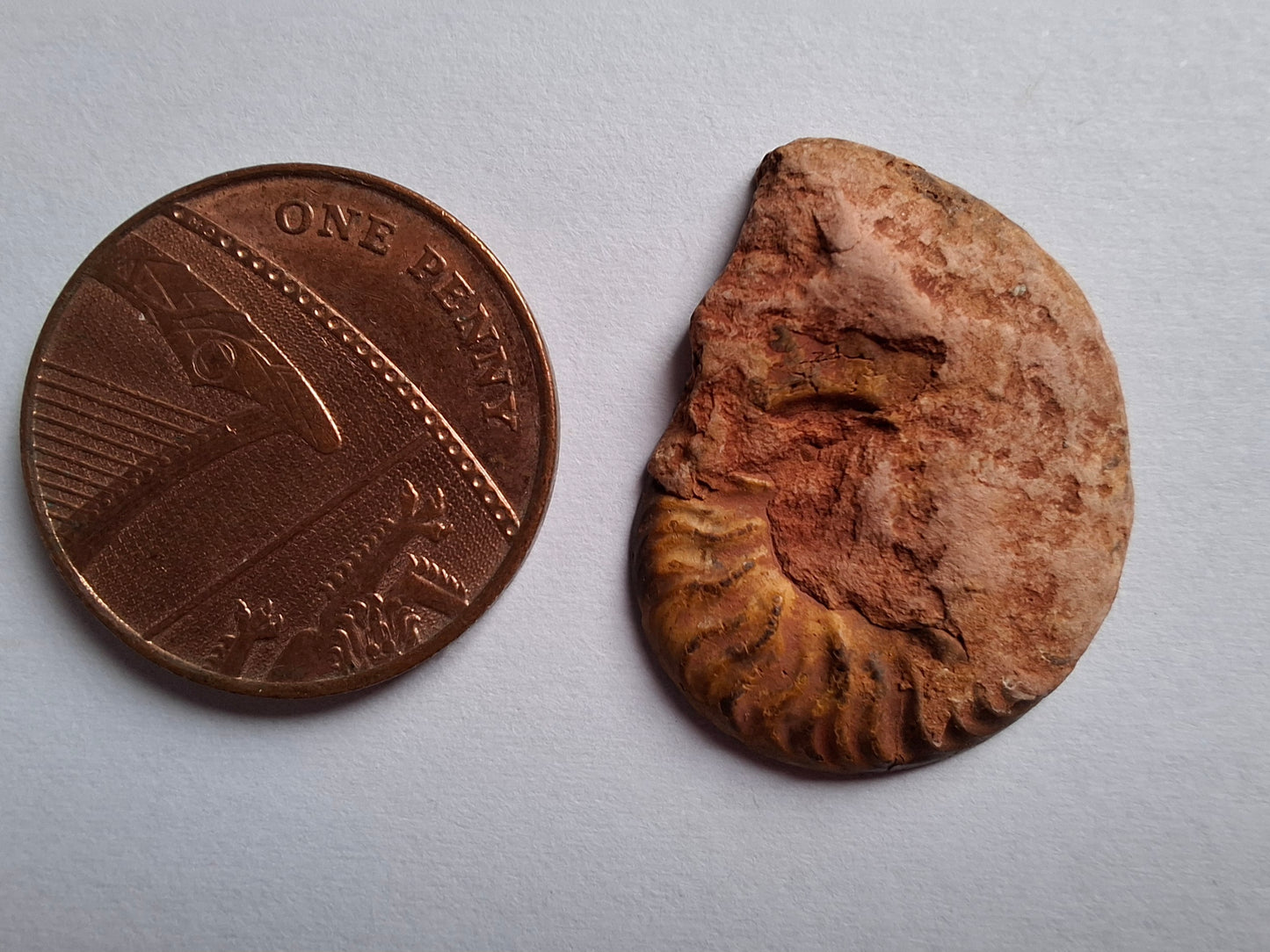 Small Haematite Ammonite HALF, 2.24g, Fossil (Ref: MA10)