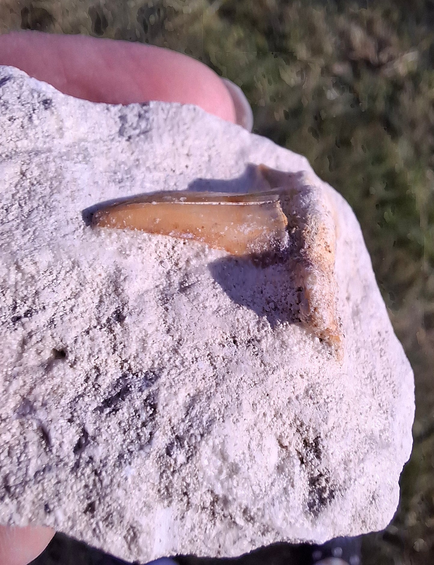 Otodus Shark Tooth, Fossil (Ref: OT4)
