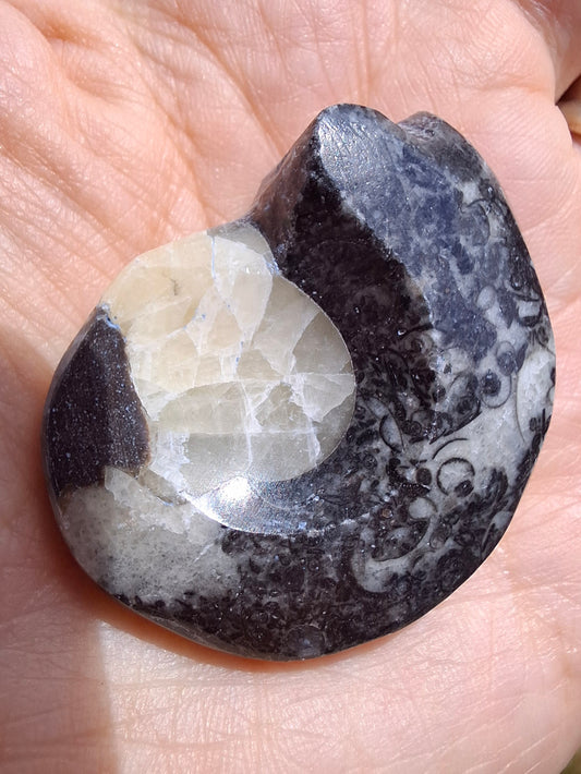 Goniatite, Fossil (Ref: GA7)