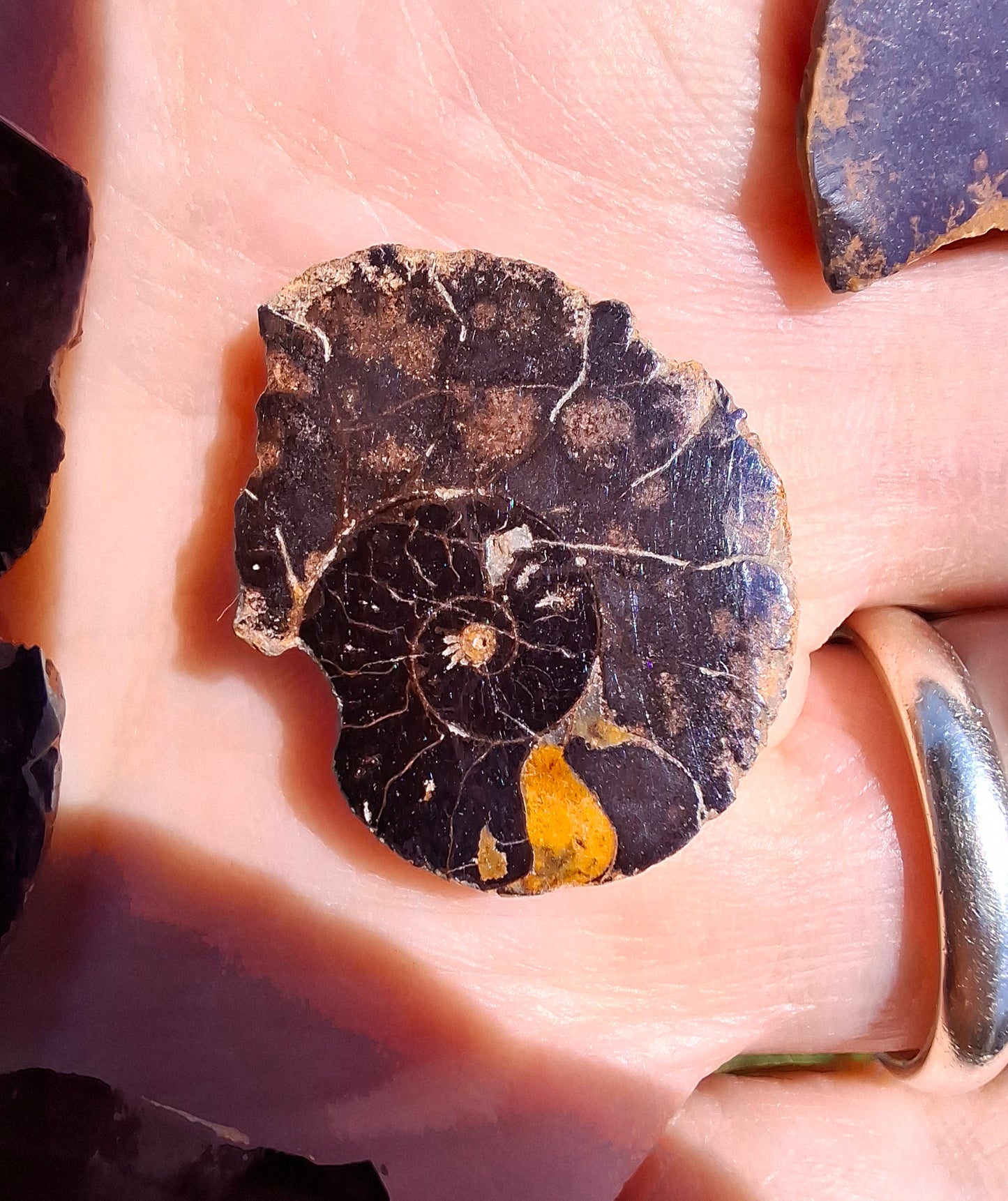 Small Haematite Ammonite Halves BUNDLE, (7 pcs), Fossil (Ref: MA13)