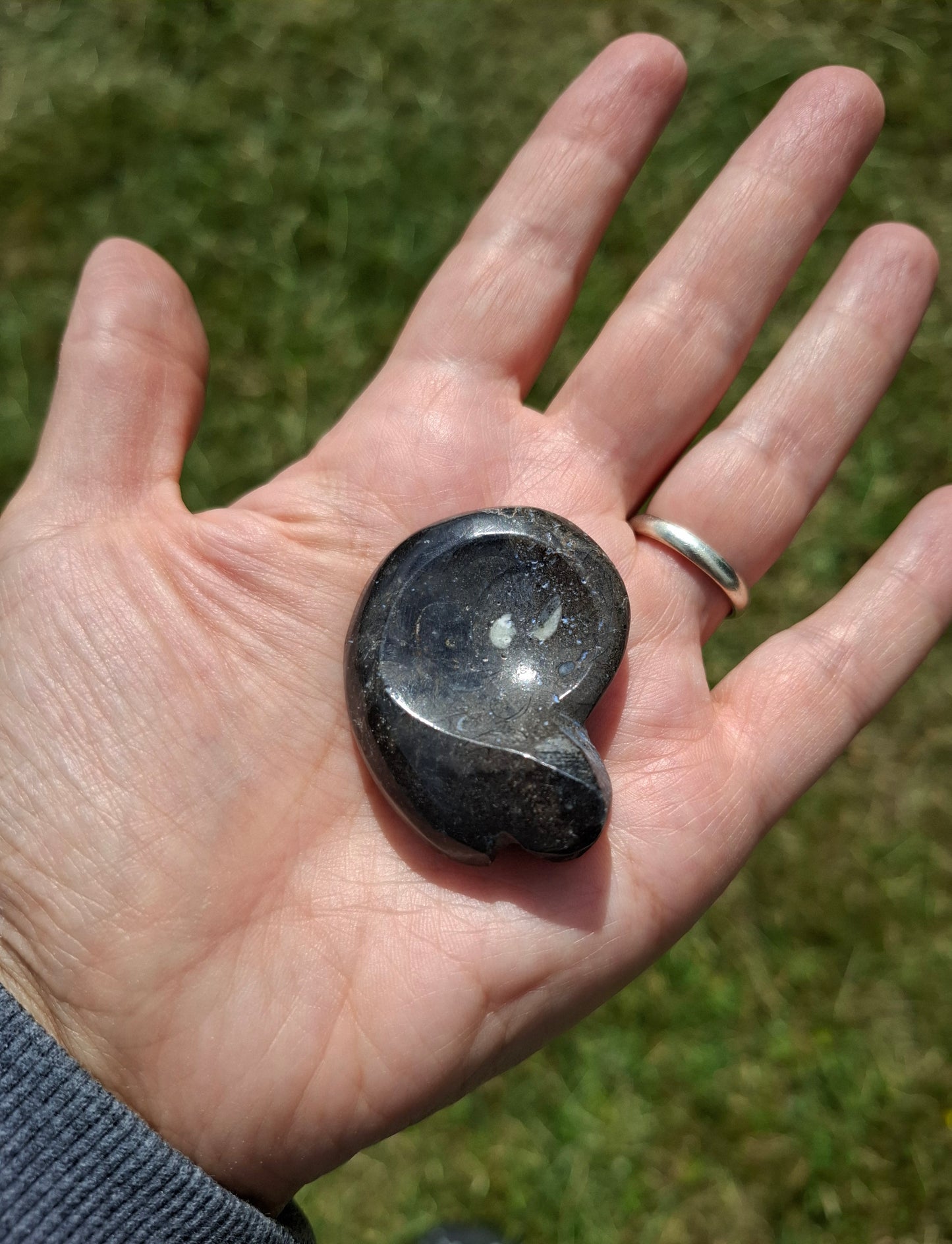 Goniatite, Fossil (Ref: GA8)