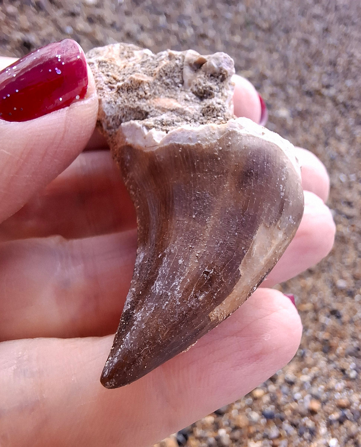 Mosasaurus Tooth with matrix, Fossil, (Ref: MTM1)