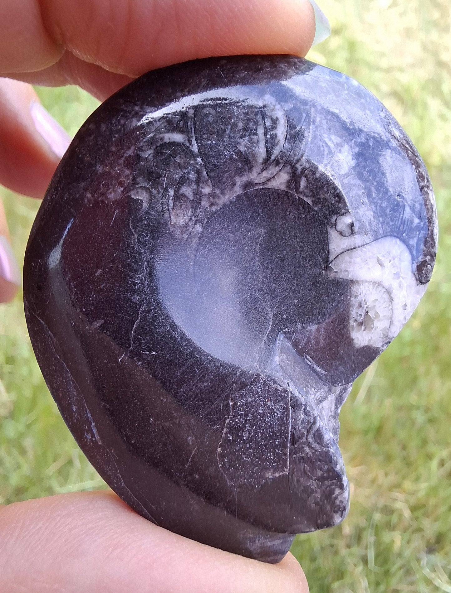 Goniatite, Fossil (Ref: GA5)