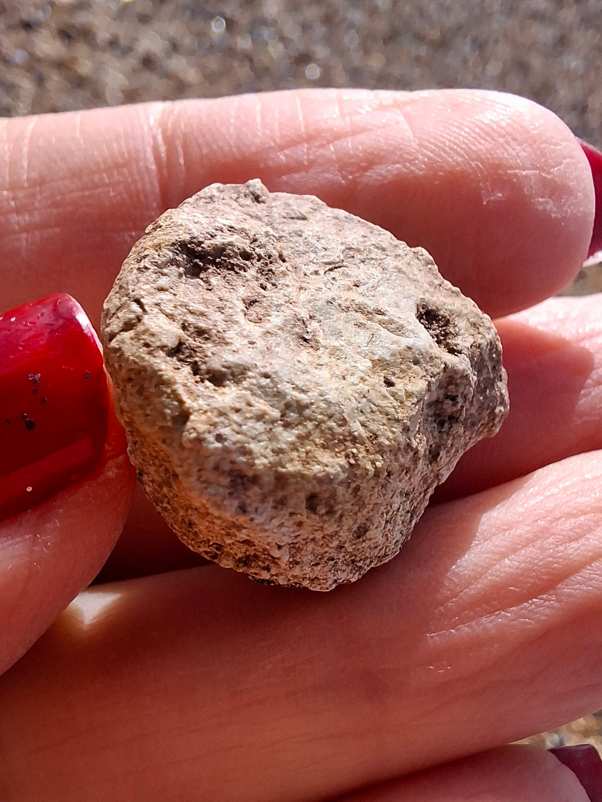 Sauropod Dinosaur Coprolite, 7.32g, Fossil (Ref: DP4)