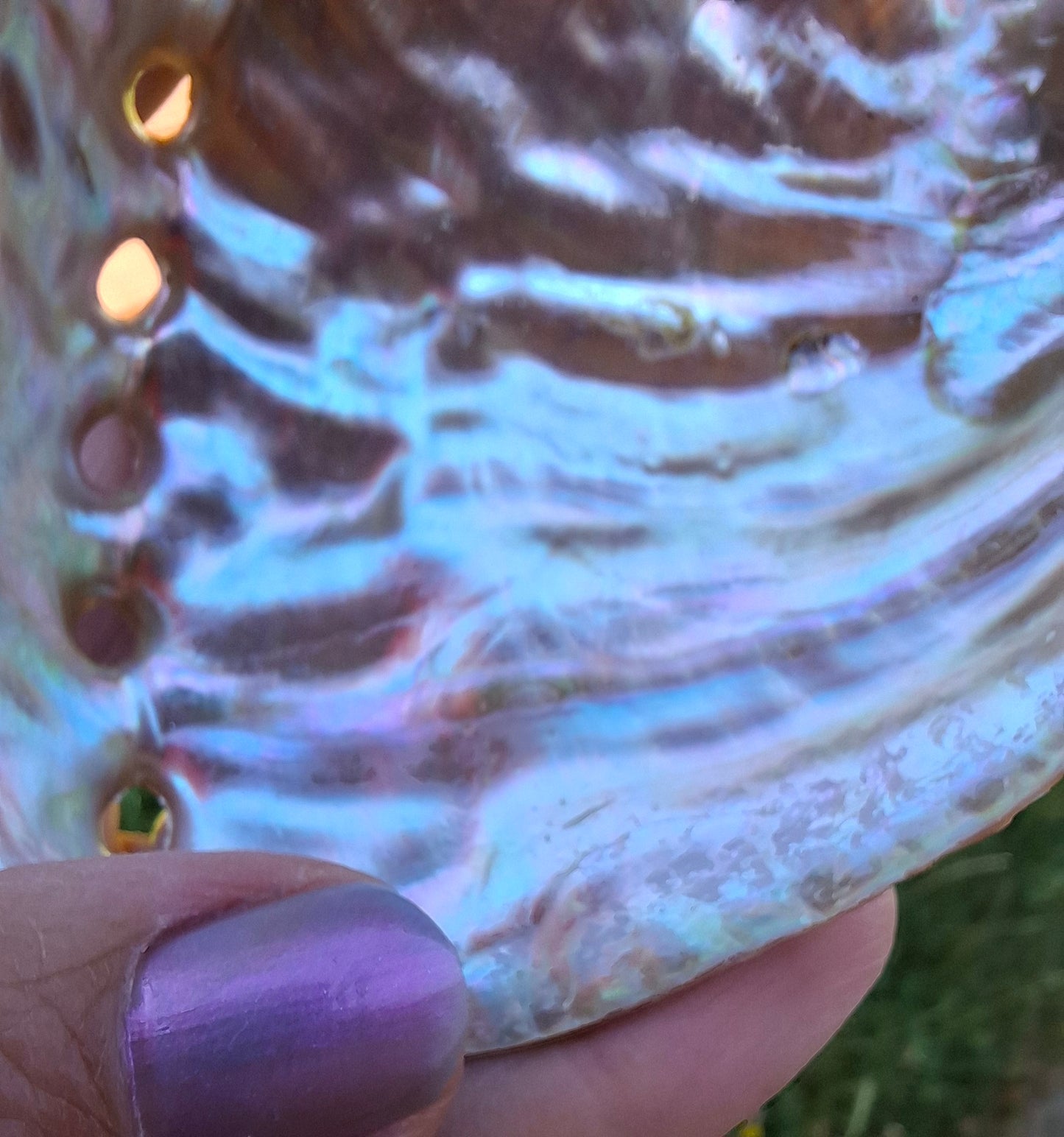 Abalone Shell, (Ref: SH3)