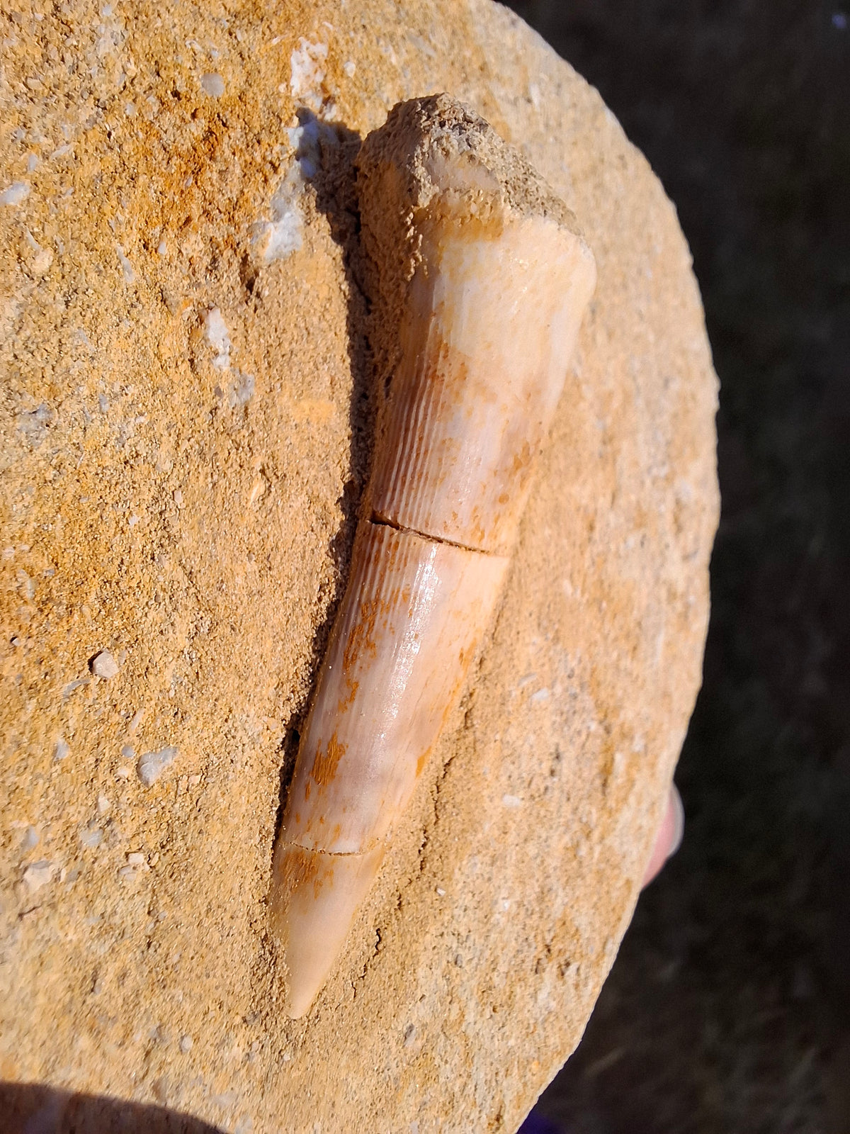 Enchodus Sabre Tooth, Fossil (Ref: ES5)