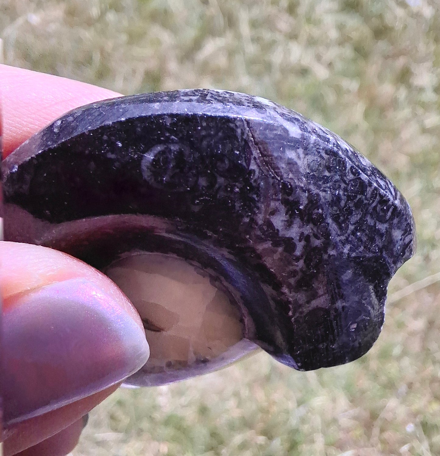 Goniatite, Fossil (Ref: GA7)