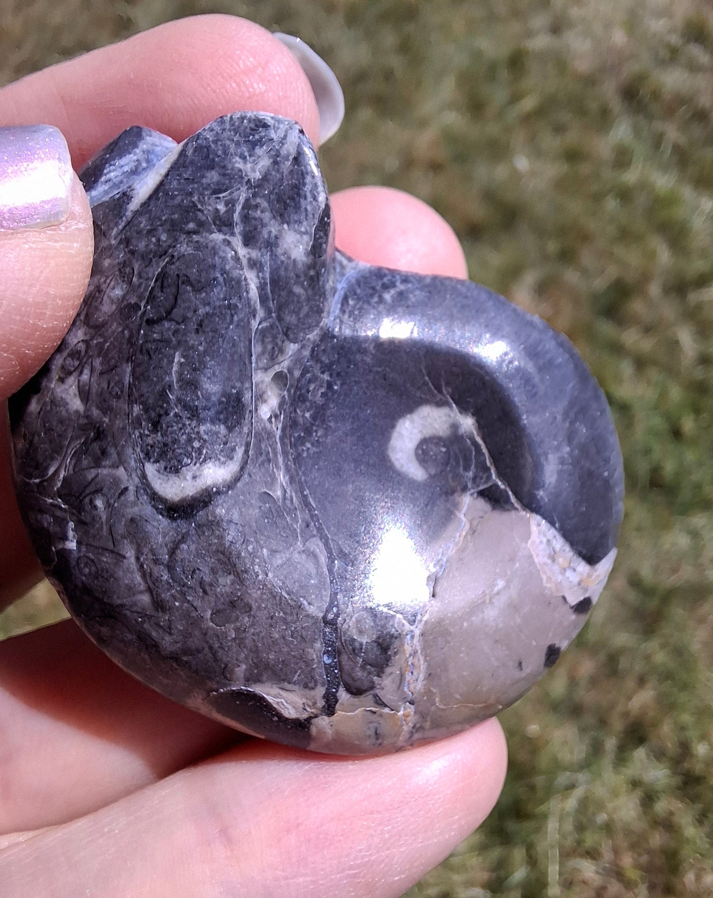 Goniatite, Fossil (Ref: GA9)