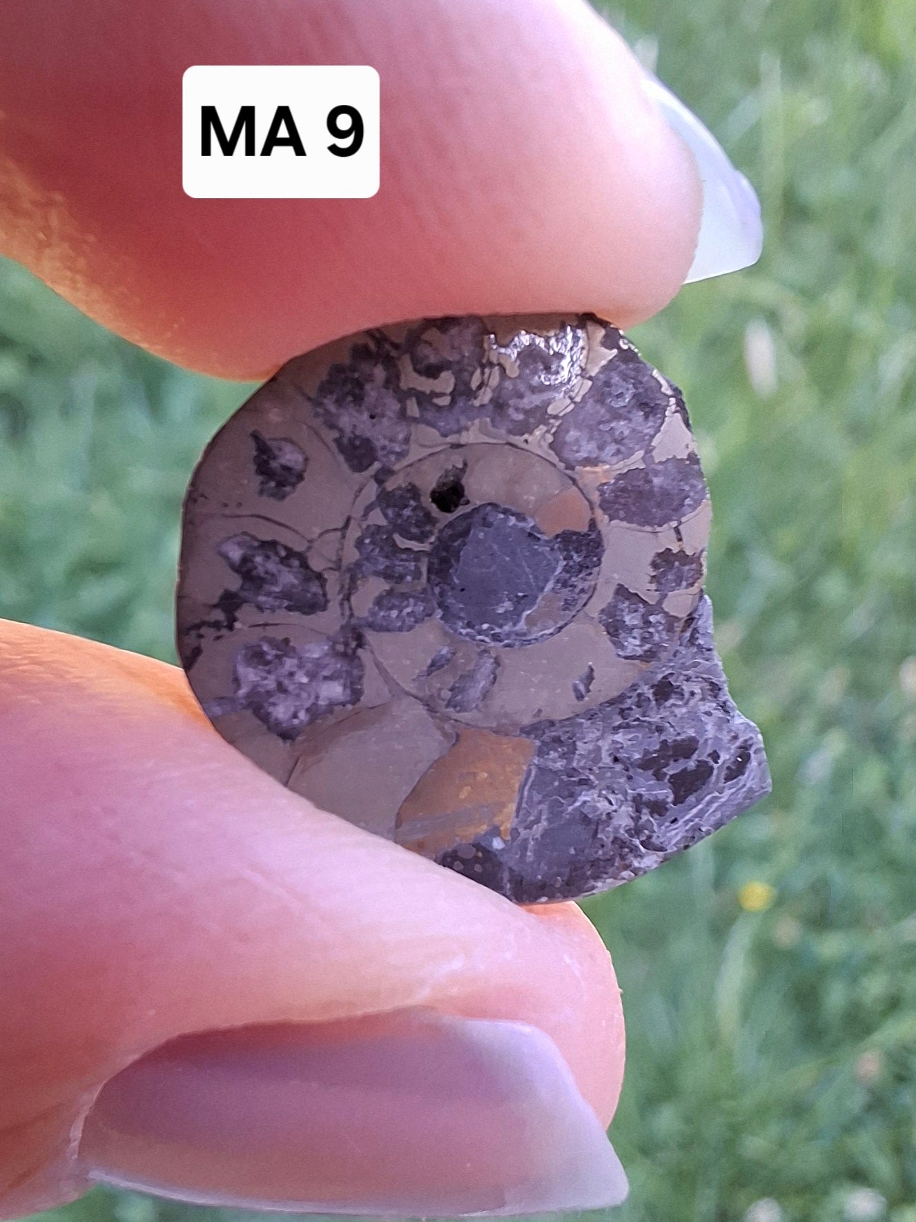 Small Haematite Ammonite HALF, 1.10g, Fossil (Ref: MA9)