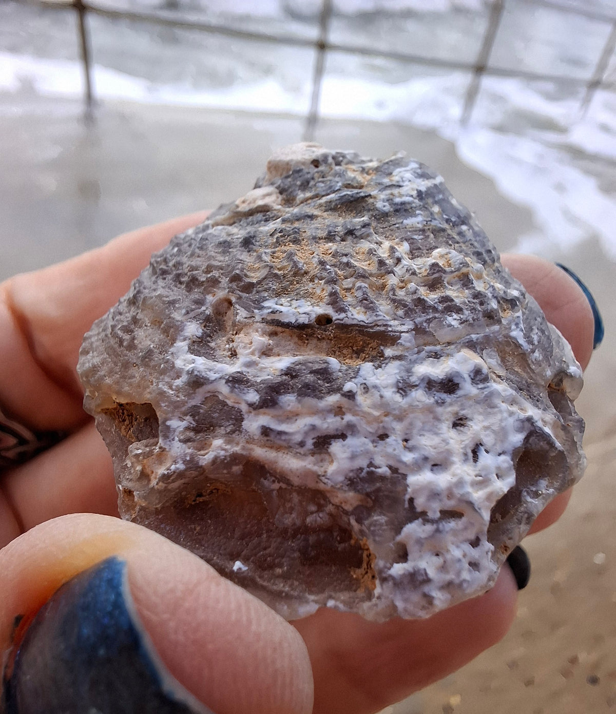 Chalcedony Oyster, Fossil (Ref: FO4)
