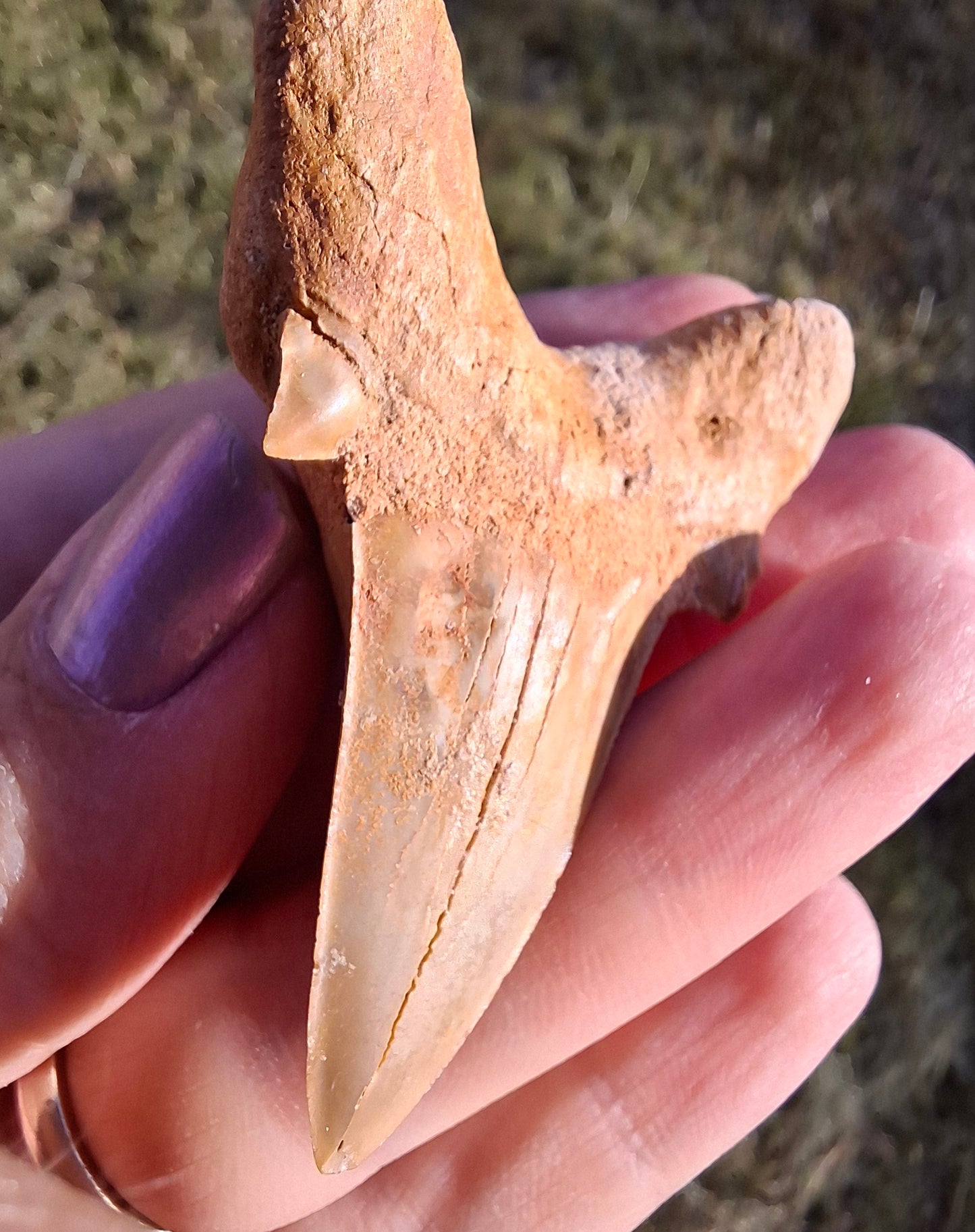 Otodus Shark Tooth, Fossil (Ref: OT 7)