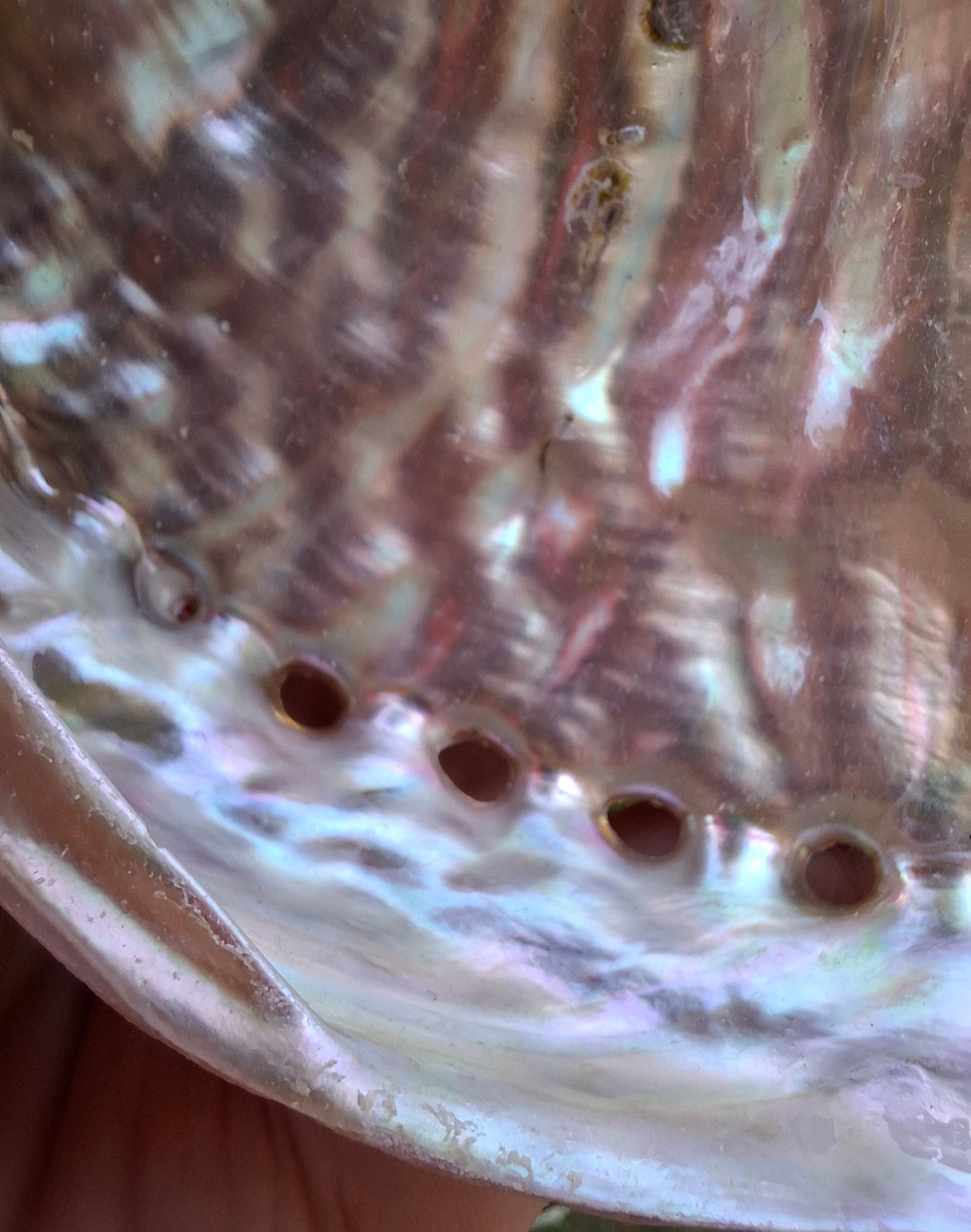 Abalone Shell, (Ref: SH3)
