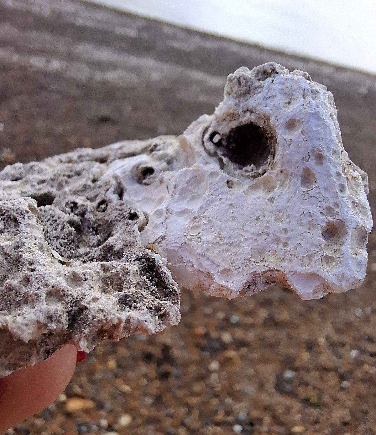 Fossilised Coral replaced by Chalcedony/Agate, Fossil (Ref: FCA1)