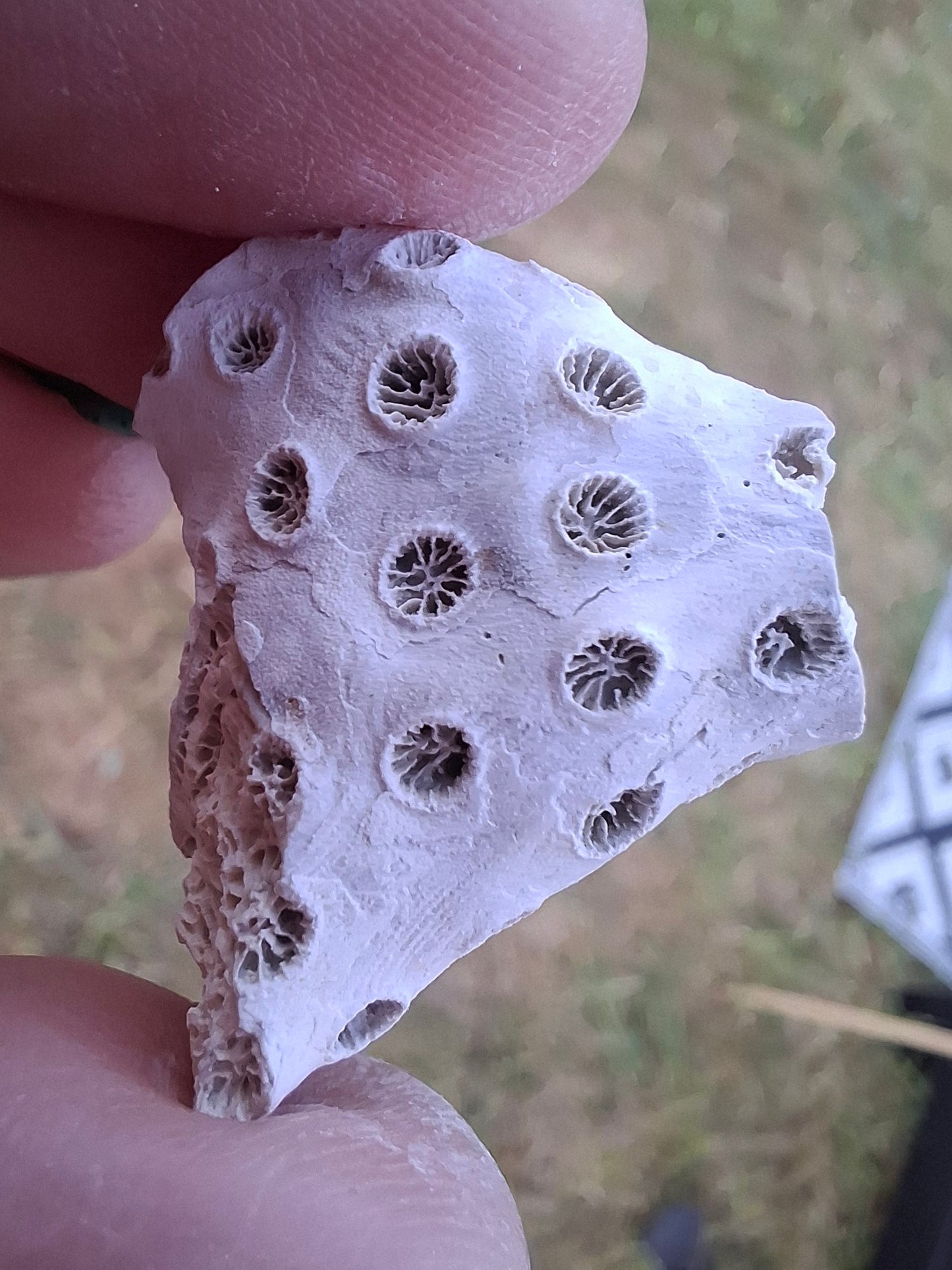 Fossil Coral, (Ref: FC1)
