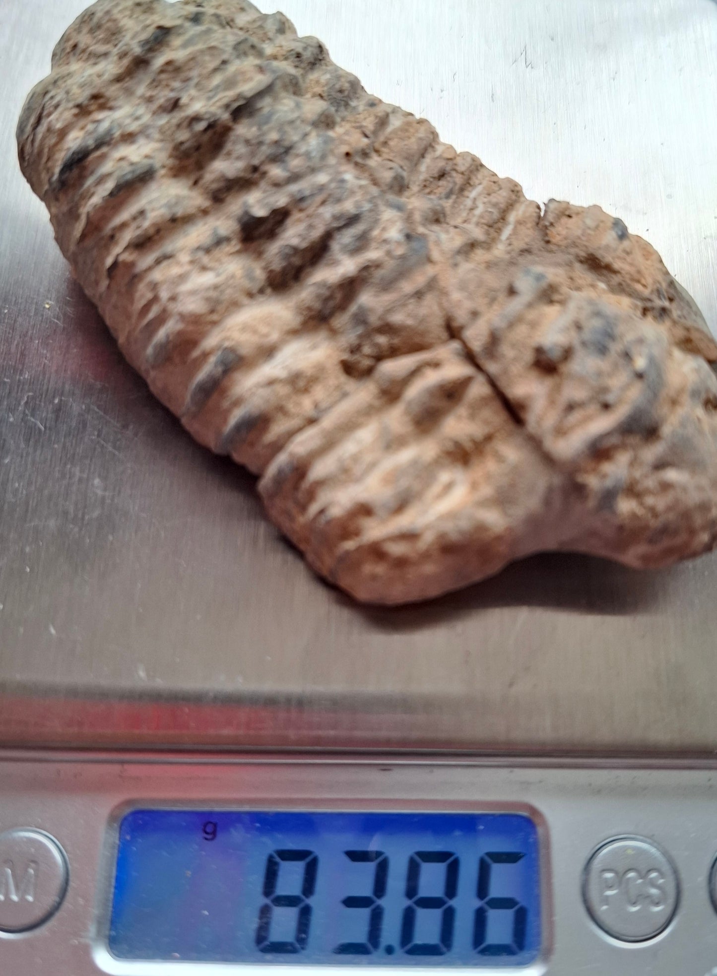 Trilobite (Flexicalymene), 83.86g, Fossil (Ref: TR3)