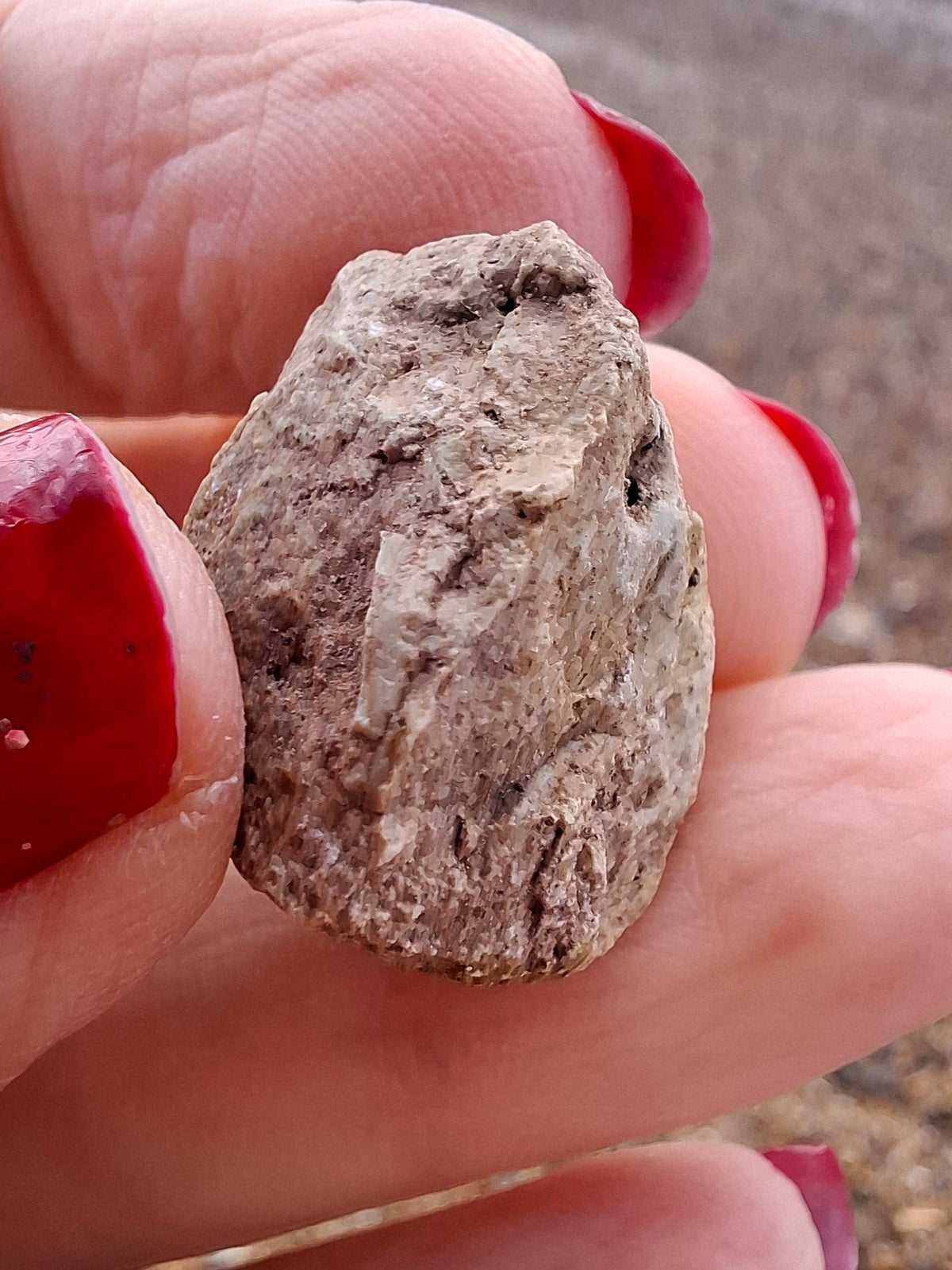 Sauropod Dinosaur Coprolite, 7.32g, Fossil (Ref: DP4)