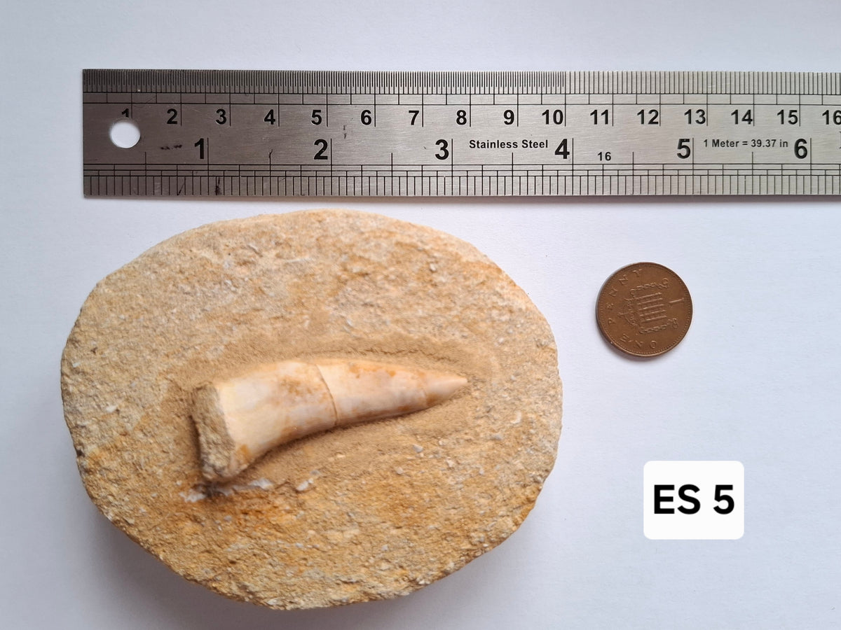 Enchodus Sabre Tooth, Fossil (Ref: ES5)