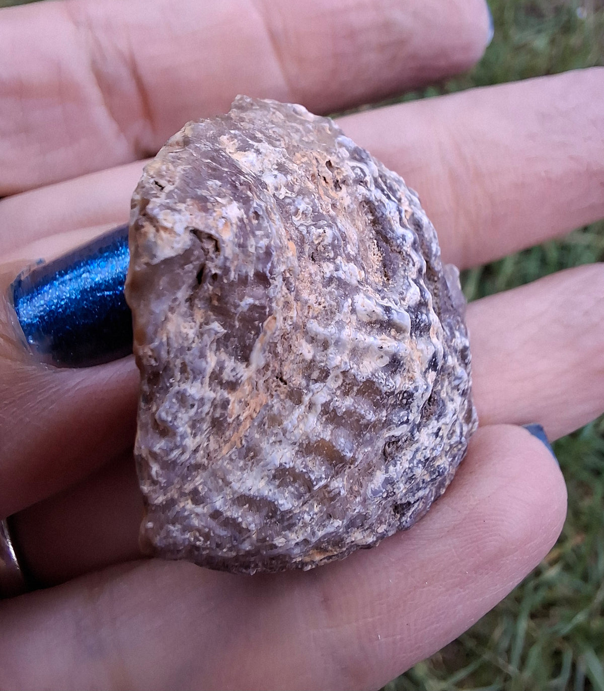 Chalcedony Oyster, Fossil (Ref: FO7)
