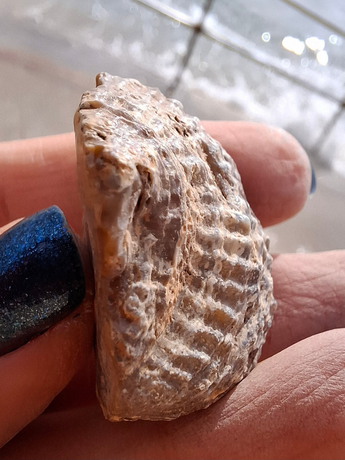 Chalcedony Oyster, Fossil (Ref: FO7)