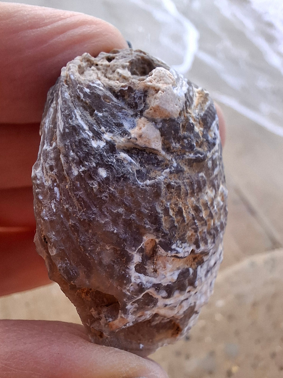 Chalcedony Oyster, Fossil (Ref: FO4)