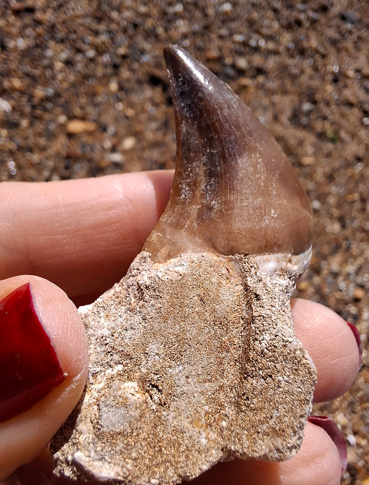Mosasaurus Tooth with matrix, Fossil, (Ref: MTM1)