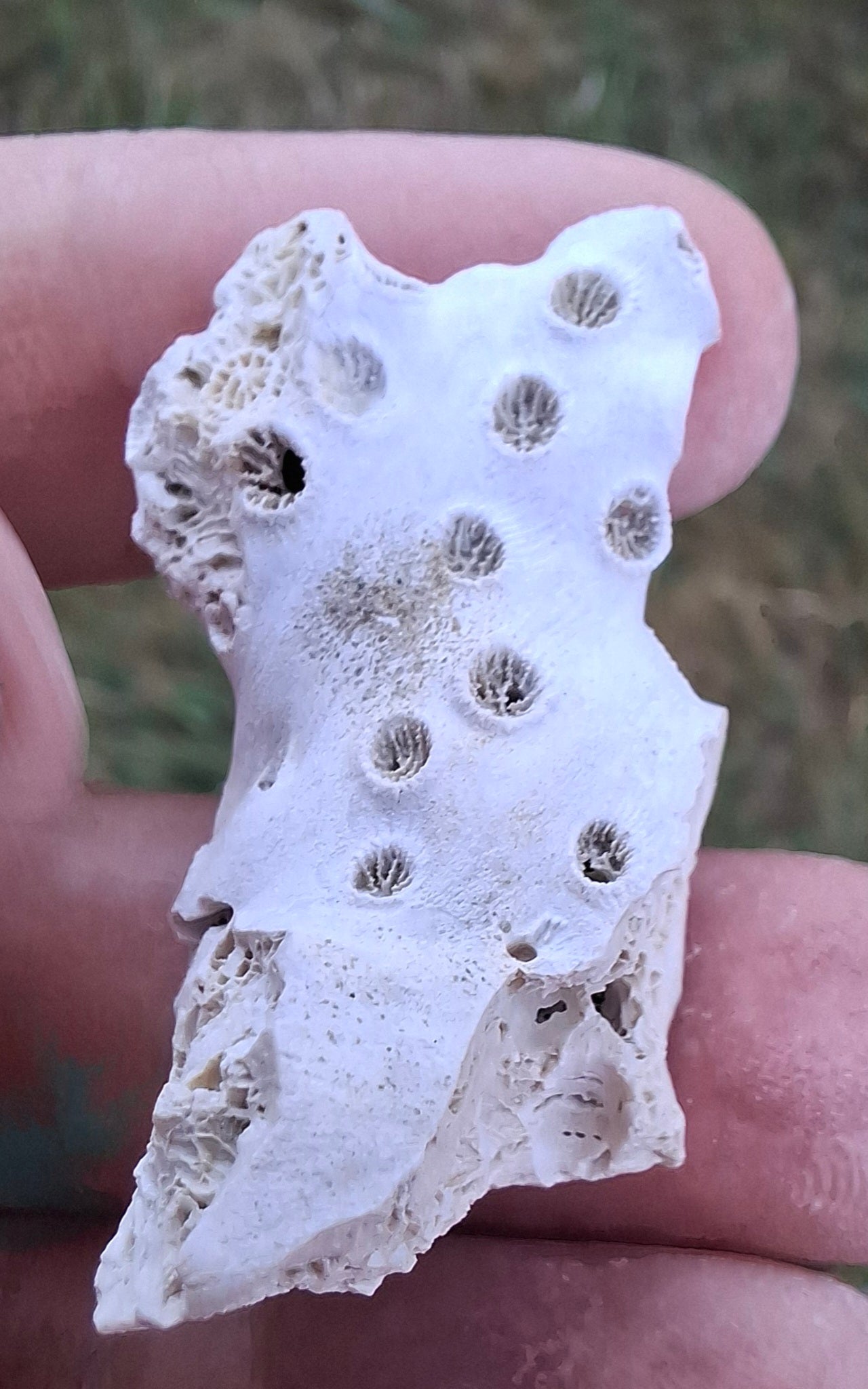 Fossil Coral, (Ref: FC4)