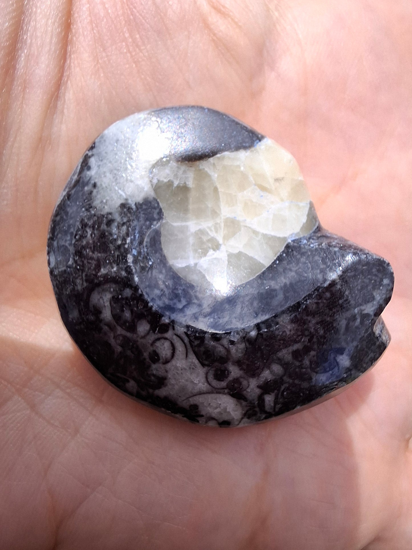 Goniatite, Fossil (Ref: GA7)