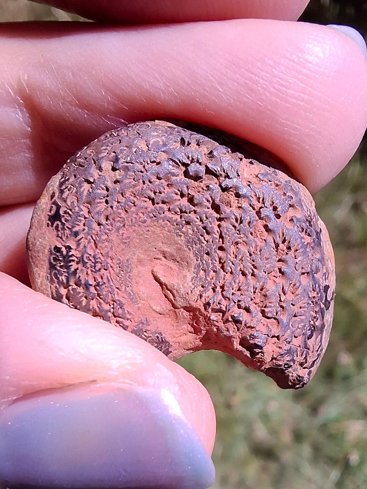 Small Haematite Ammonite HALF, 2.55g, Fossil (Ref: MA8)