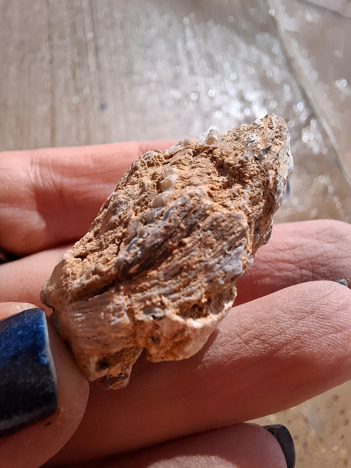 Chalcedony Oyster, Fossil (Ref: FO6)