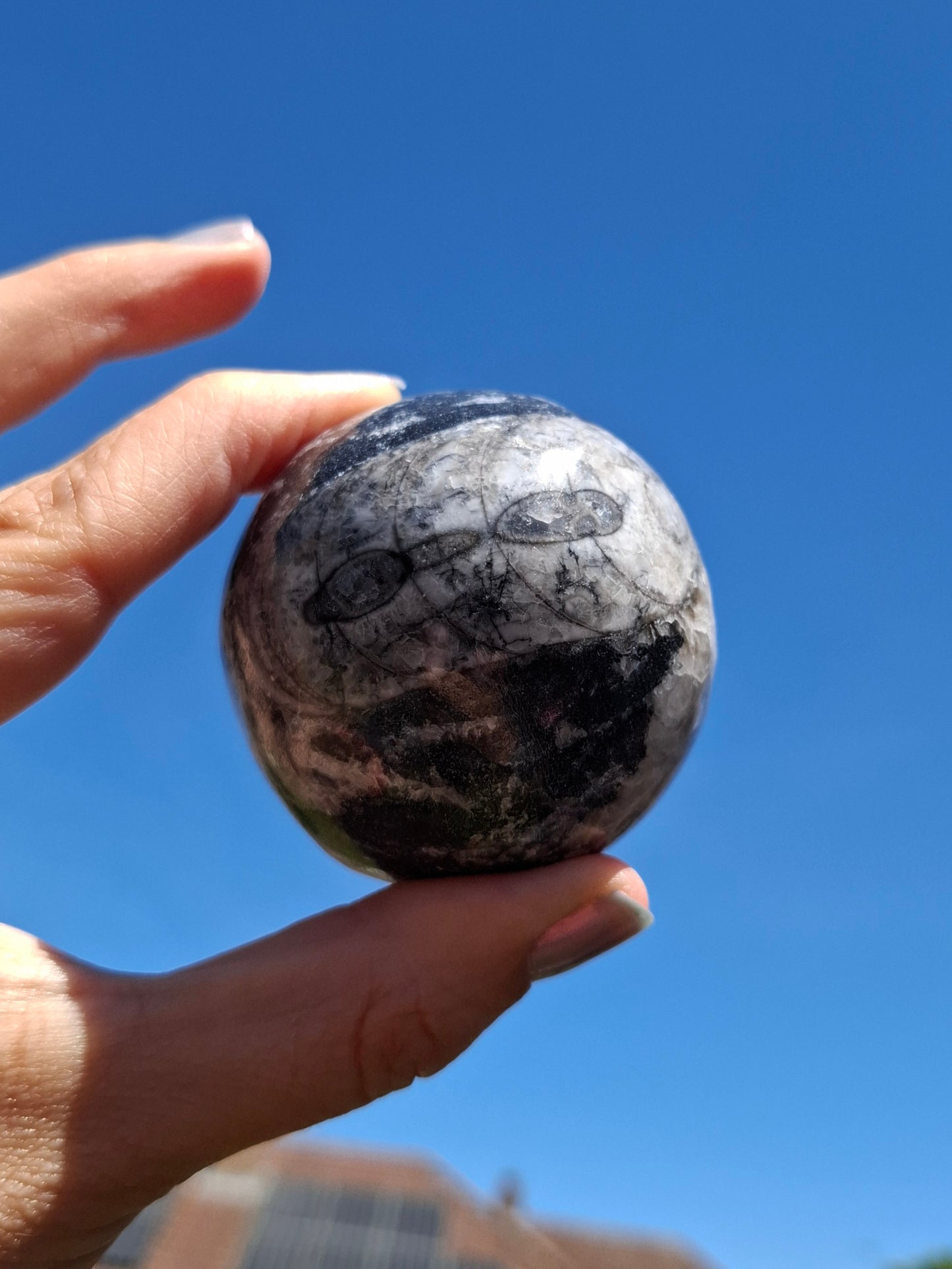 Orthoceras Sphere, Fossil (Ref: OS2)