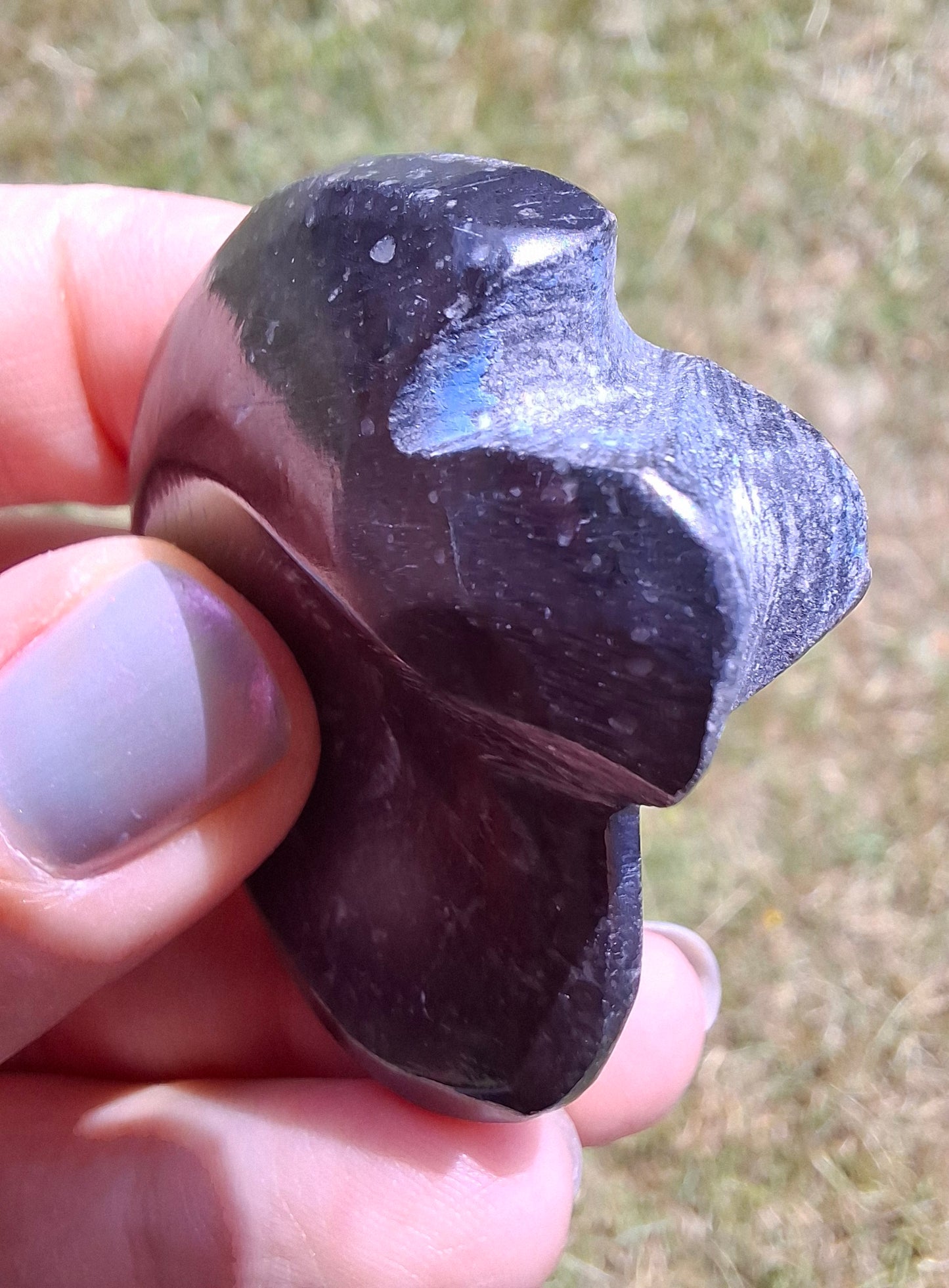 Goniatite, Fossil (Ref: GA4)