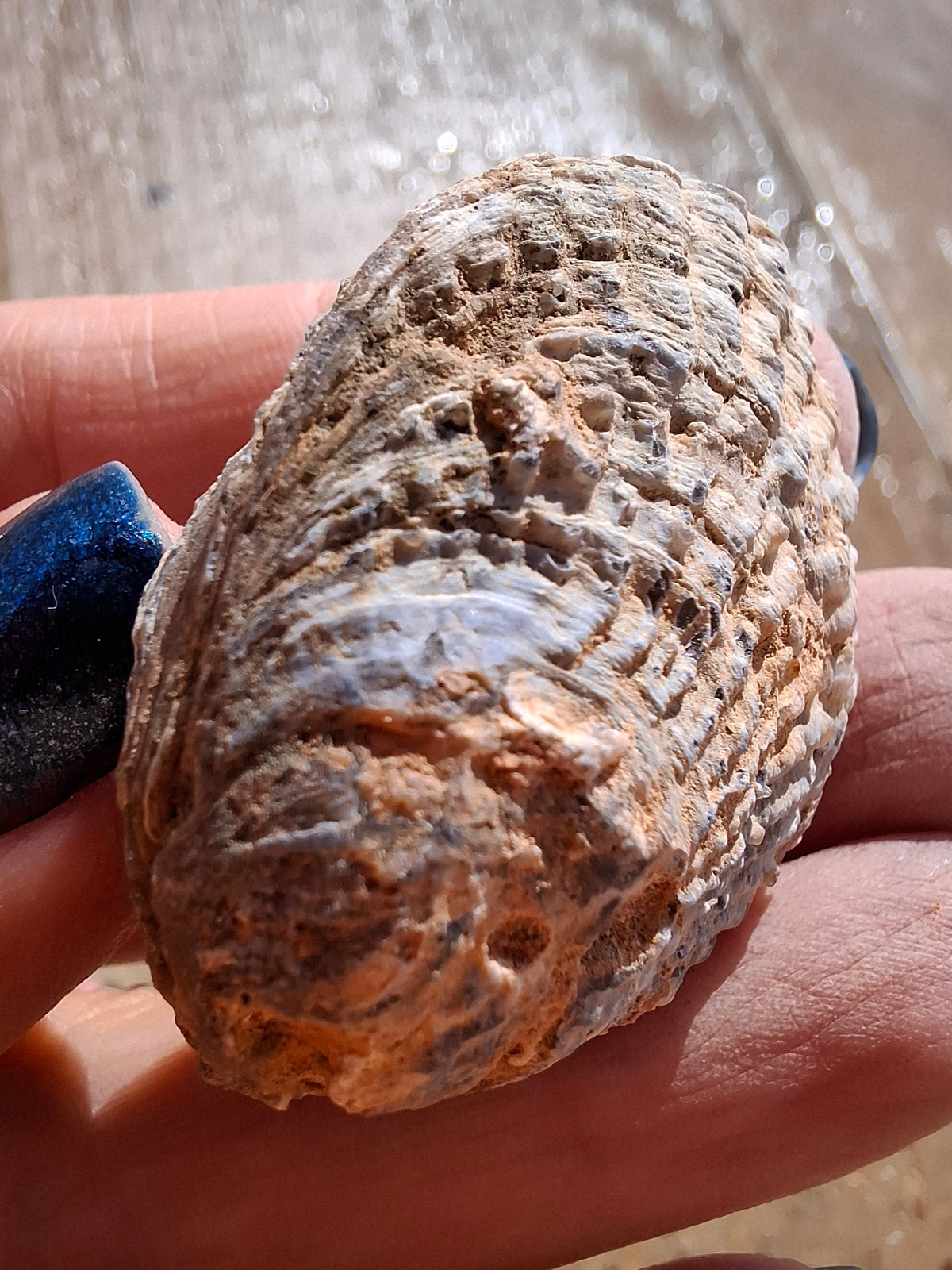 Chalcedony Oyster, Fossil (Ref: FO5)