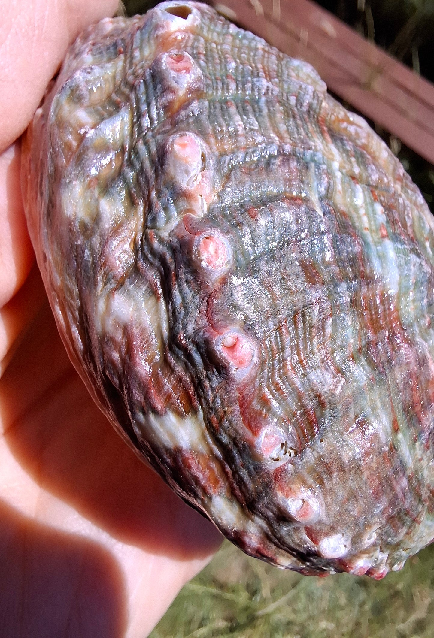 Abalone Shell, (Ref: SH3)