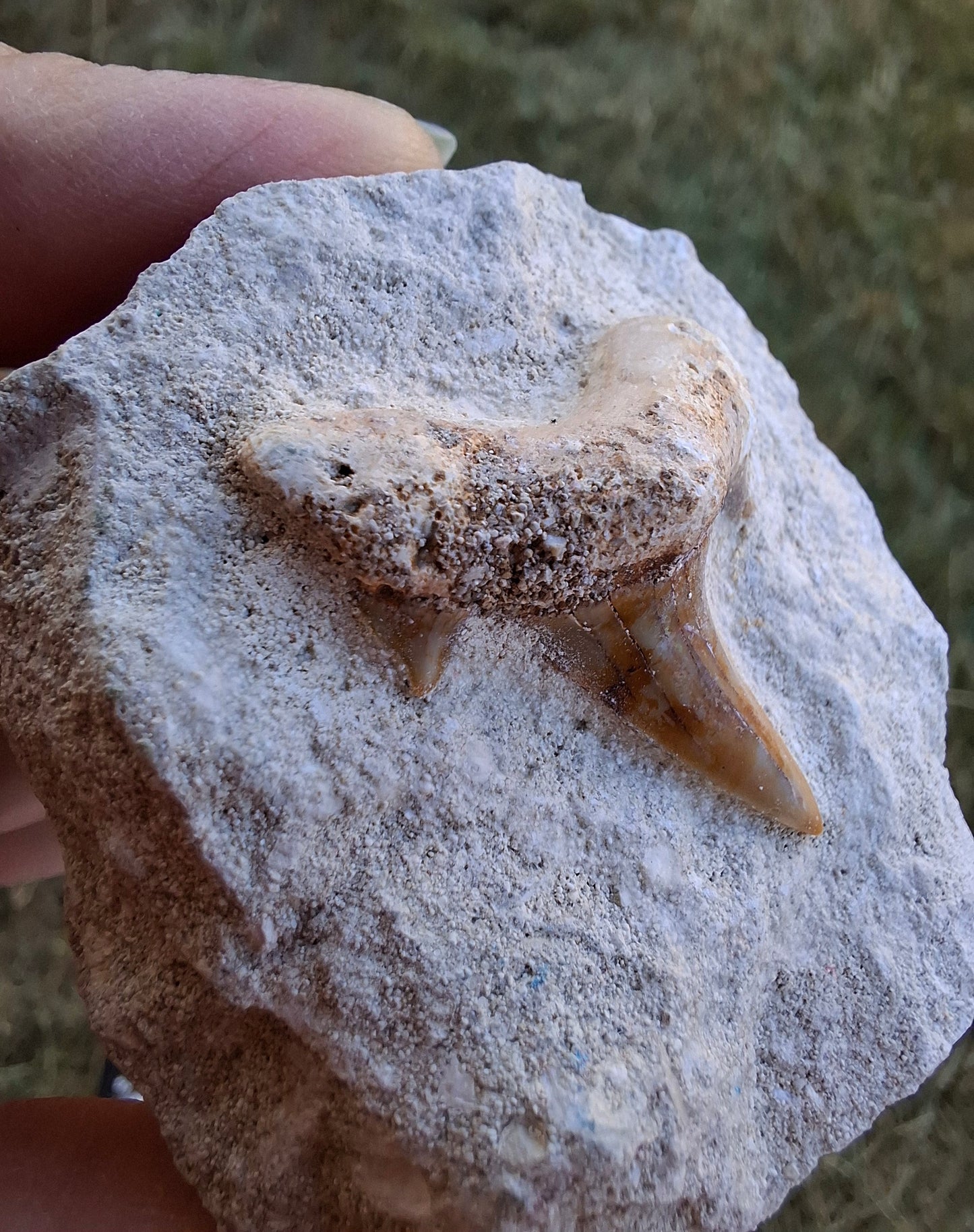 Otodus Shark Tooth in rock, Fossil (Ref: OT1)