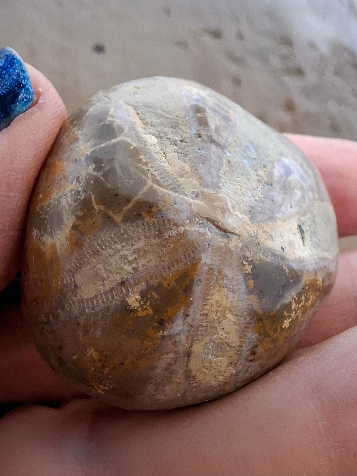 Polished Sea Urchin, Fossil (Ref: SU5)