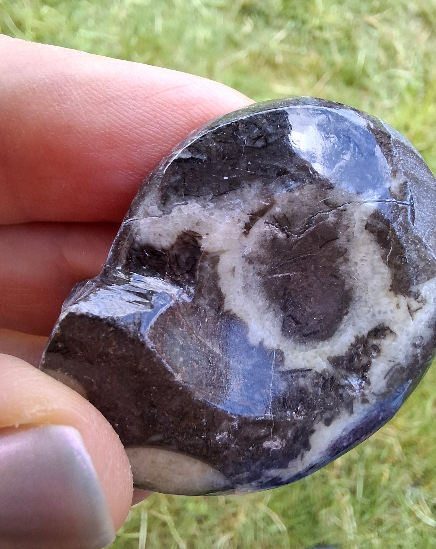 Goniatite, Fossil (Ref: GA6)