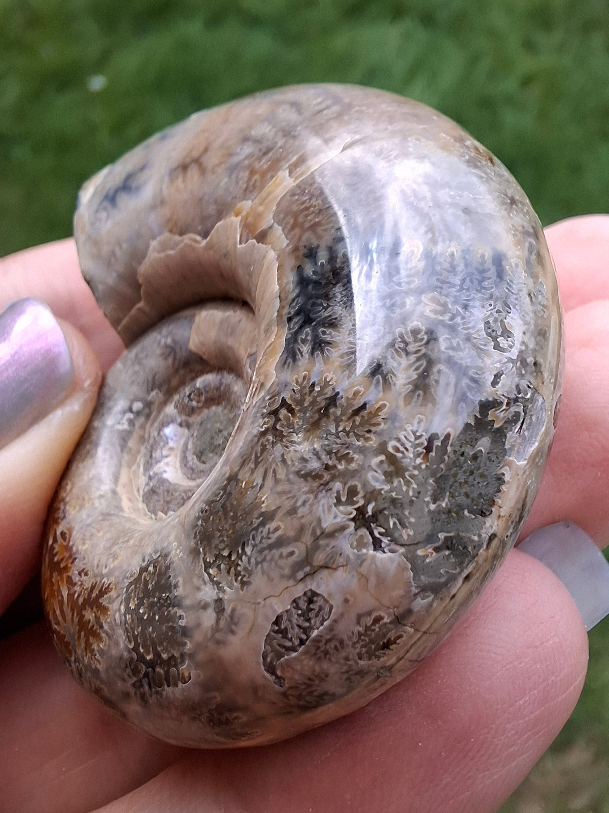 Polished Ammonite, Fossil (Ref: AMM1)