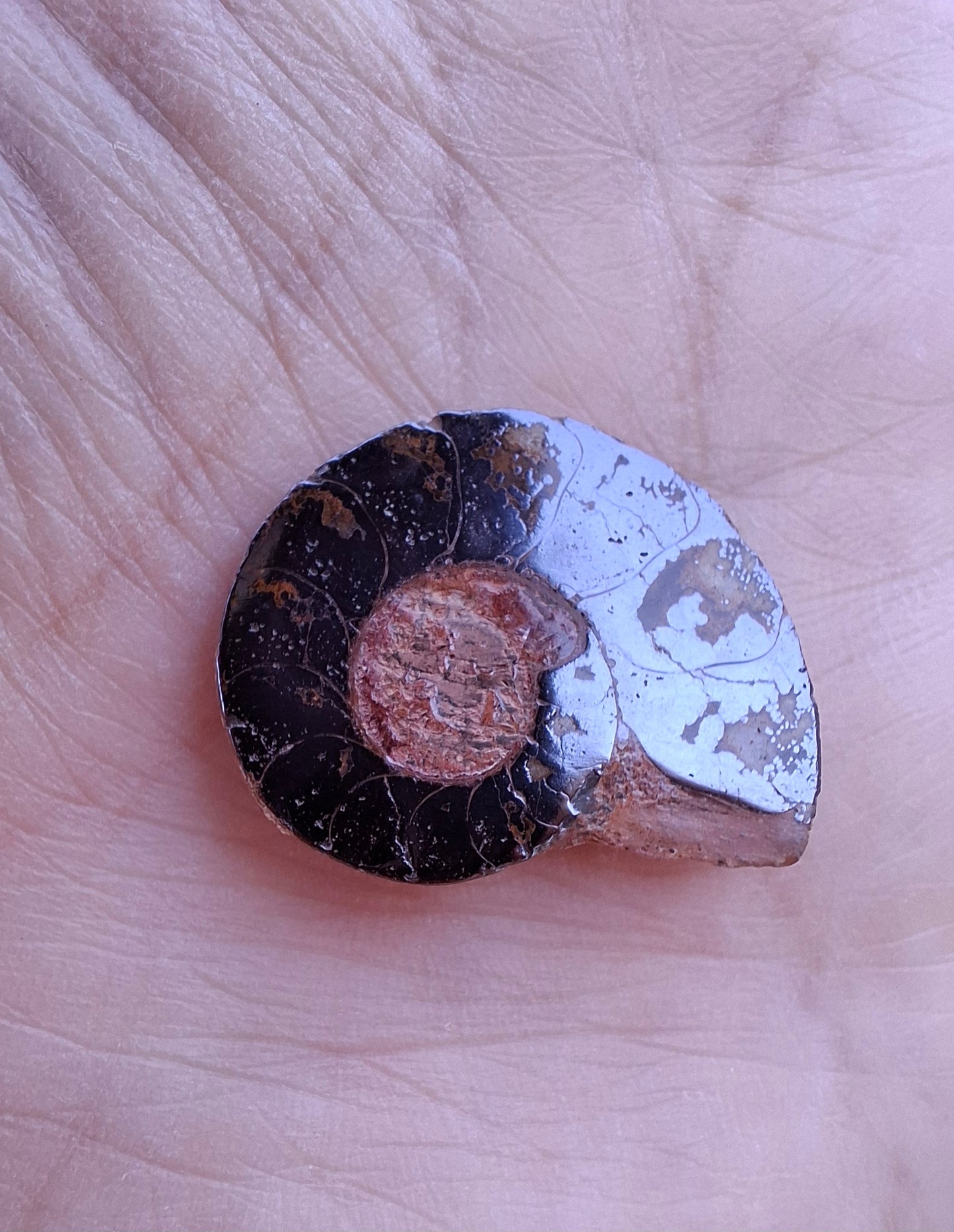 Small Haematite Ammonite HALF, (2.91g), Fossil (Ref: MA1)