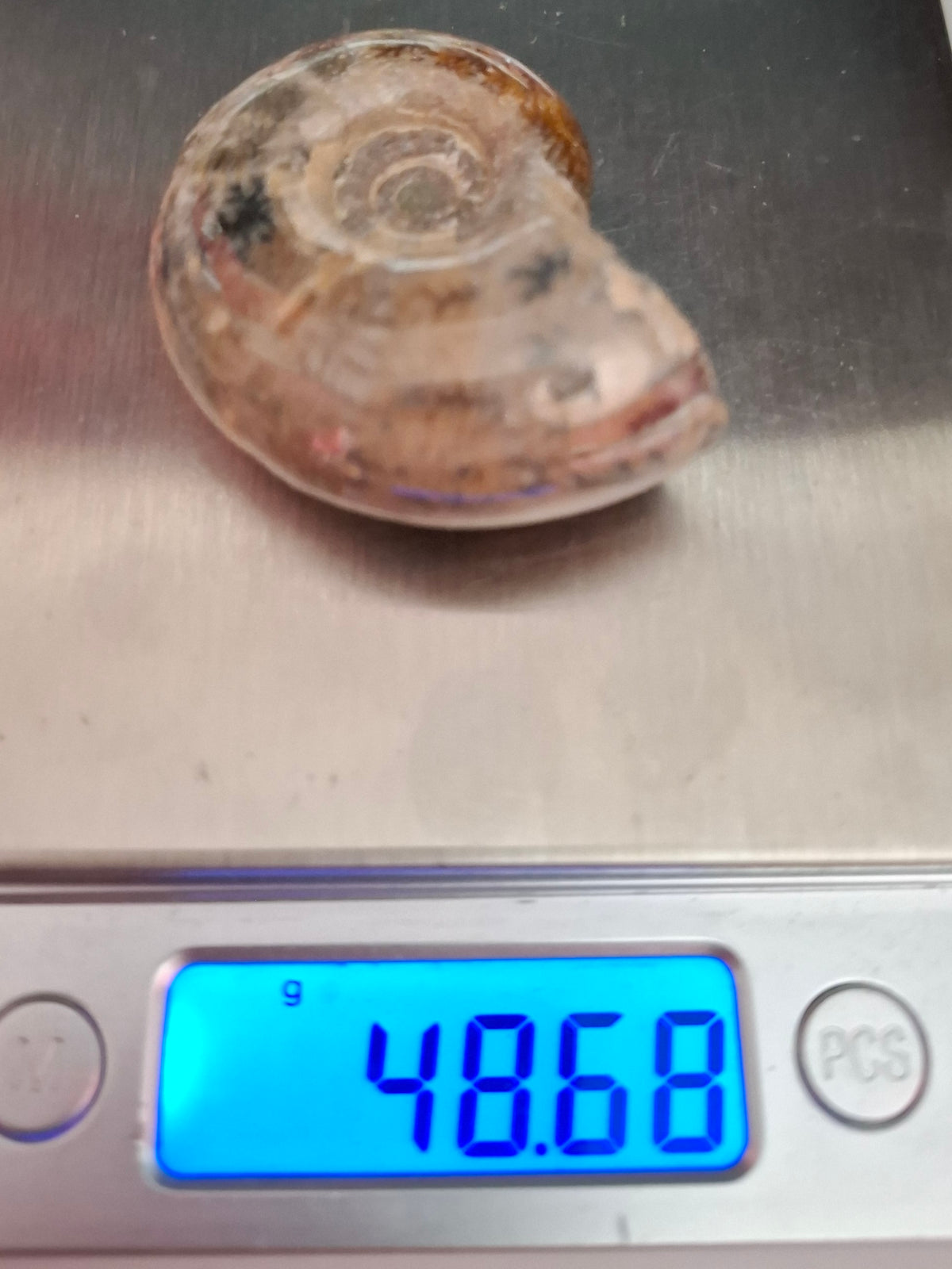 Polished Ammonite, Fossil (Ref: AMM1)