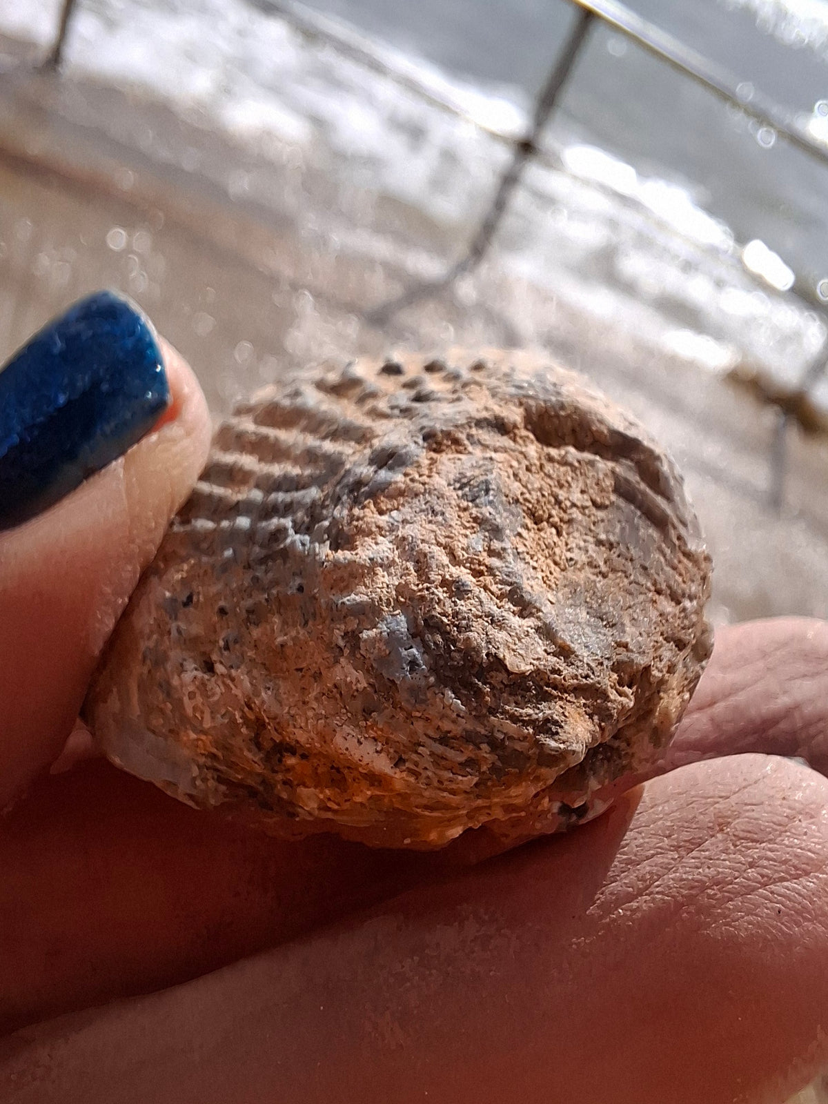Chalcedony Oyster, Fossil (Ref: FO5)
