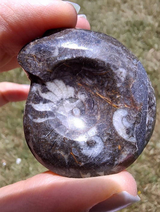 Goniatite, Fossil (Ref: GA1)