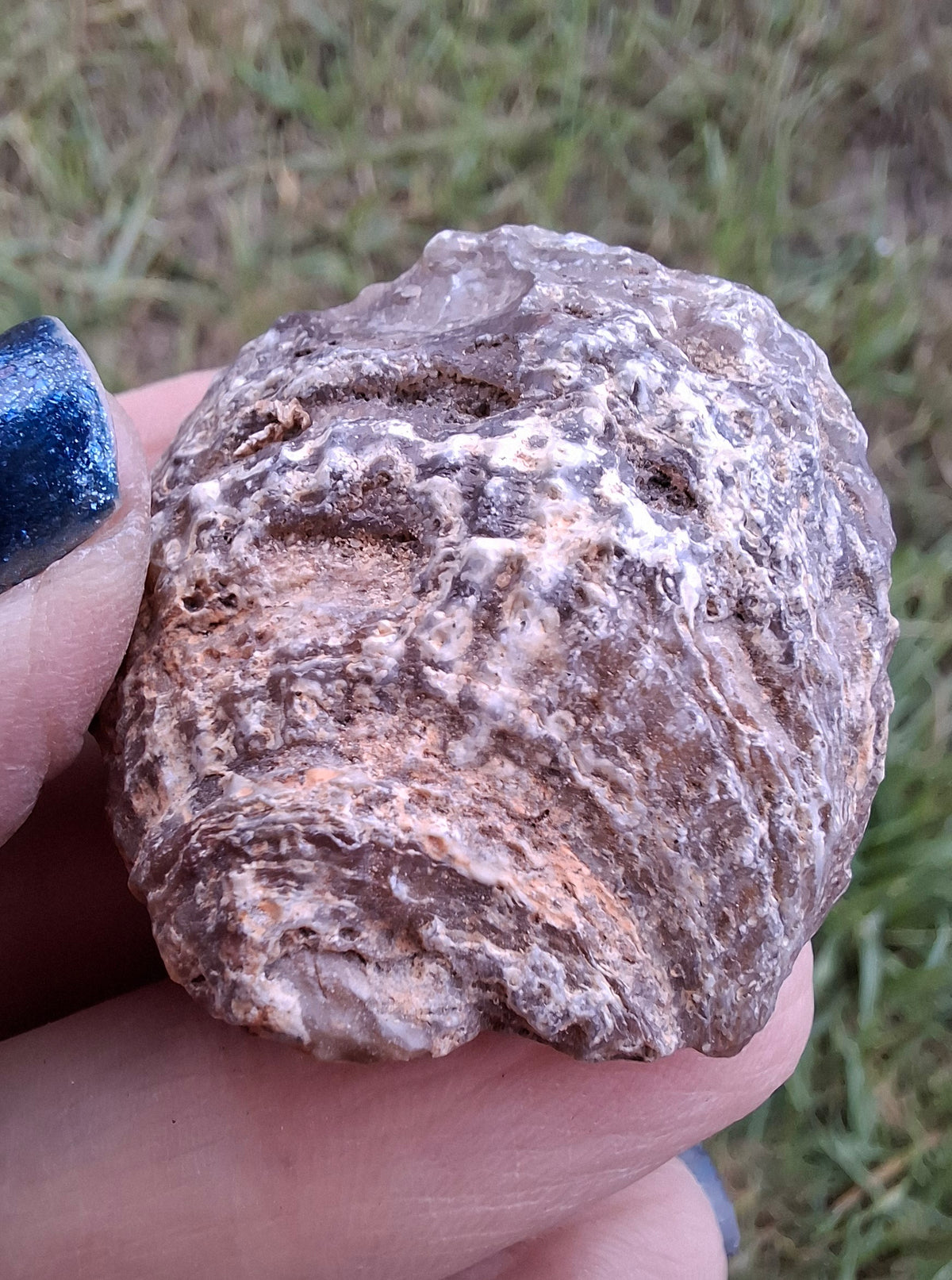 Chalcedony Oyster, Fossil (Ref: FO7)