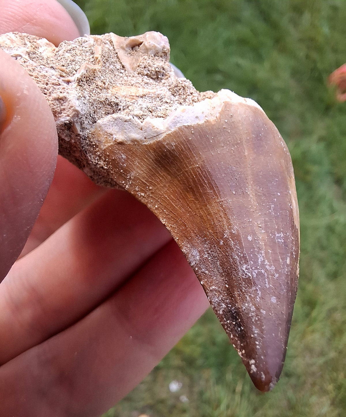 Mosasaurus Tooth with matrix, Fossil, (Ref: MTM1)