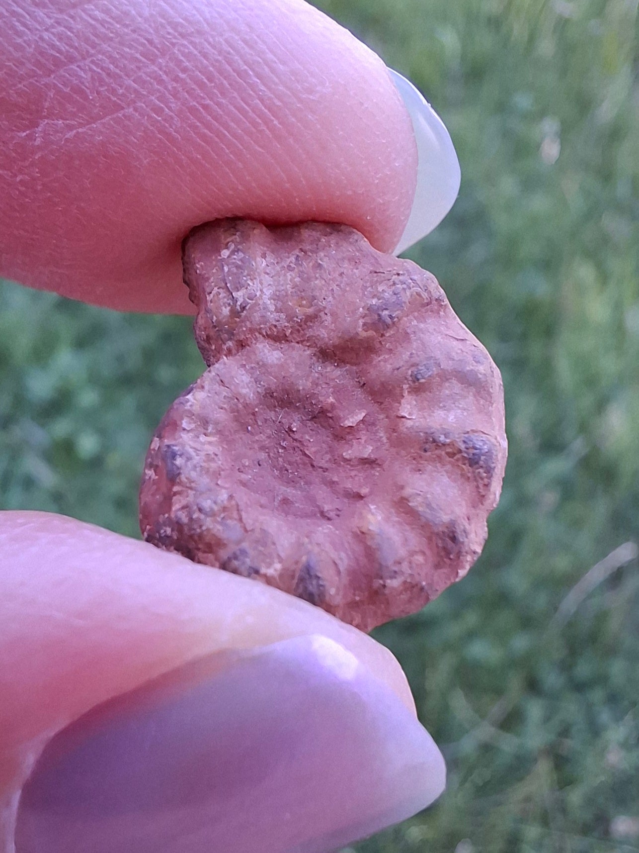 Small Haematite Ammonite HALF, 1.41g, Fossil (Ref: MA6)
