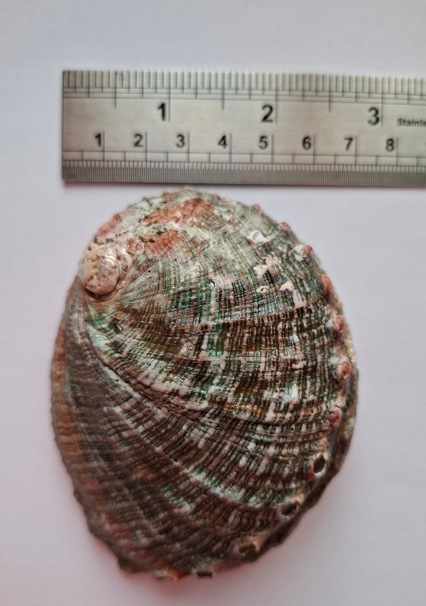 Abalone Shell, (Ref: SH1)