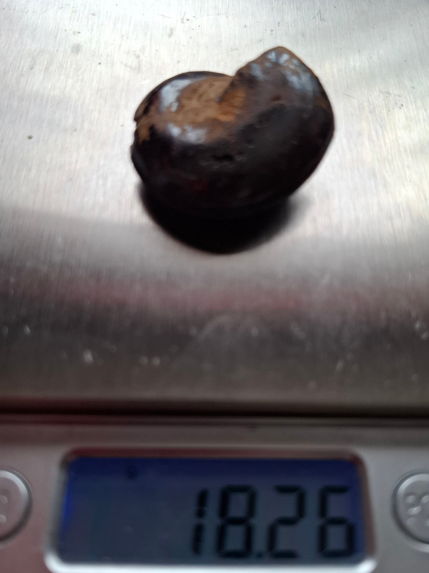 Hematite Ammonite, 18.26g, Fossil (Ref: HA4)