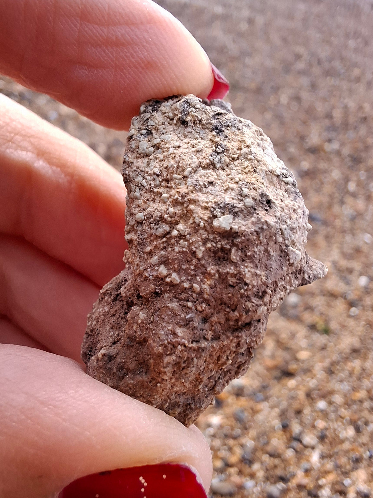 Sauropod Dinosaur Coprolite, 12.82g, Fossil (Ref: DP1)
