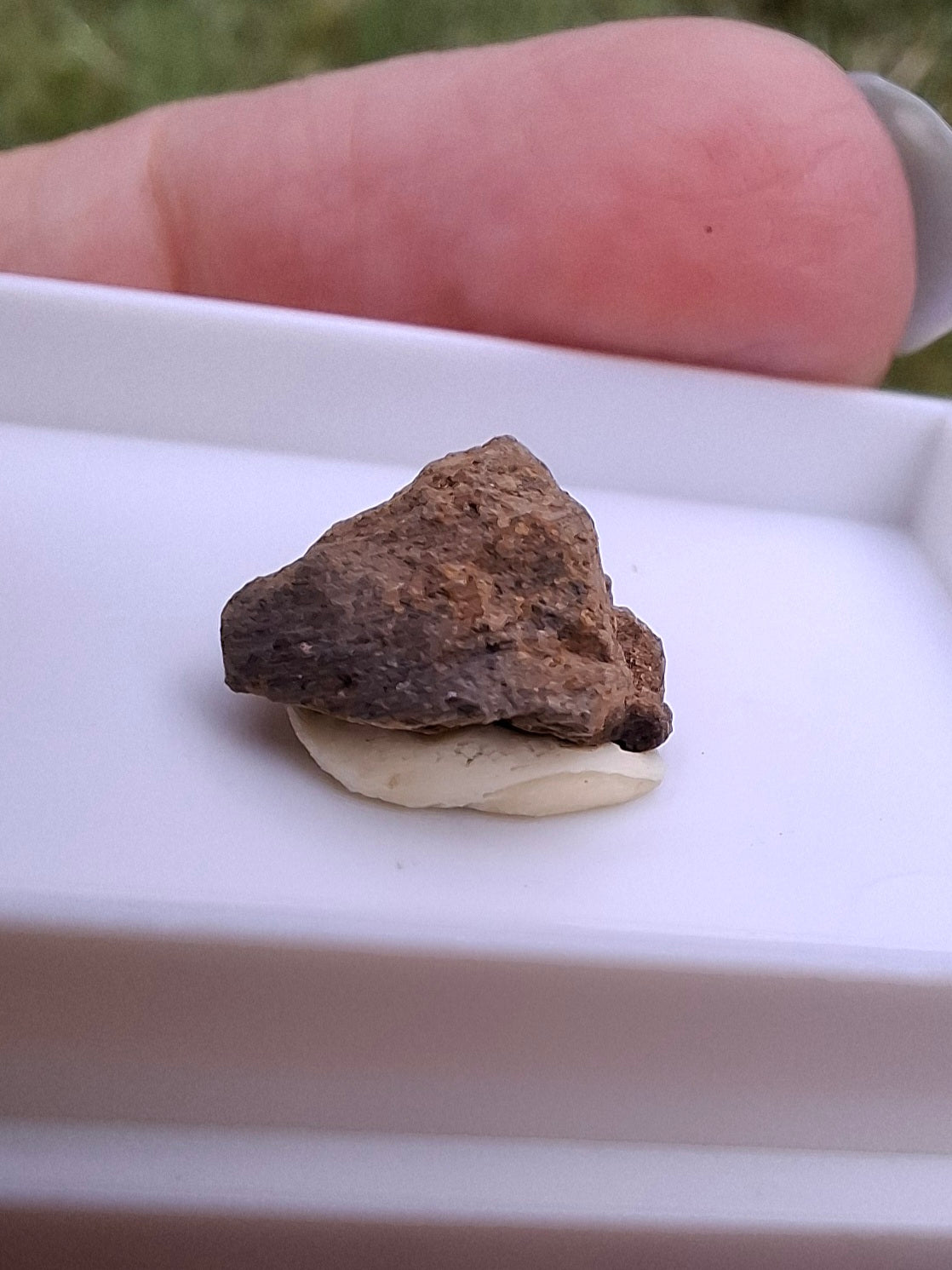 Chondrite, Meteorite (Ref: CM9)