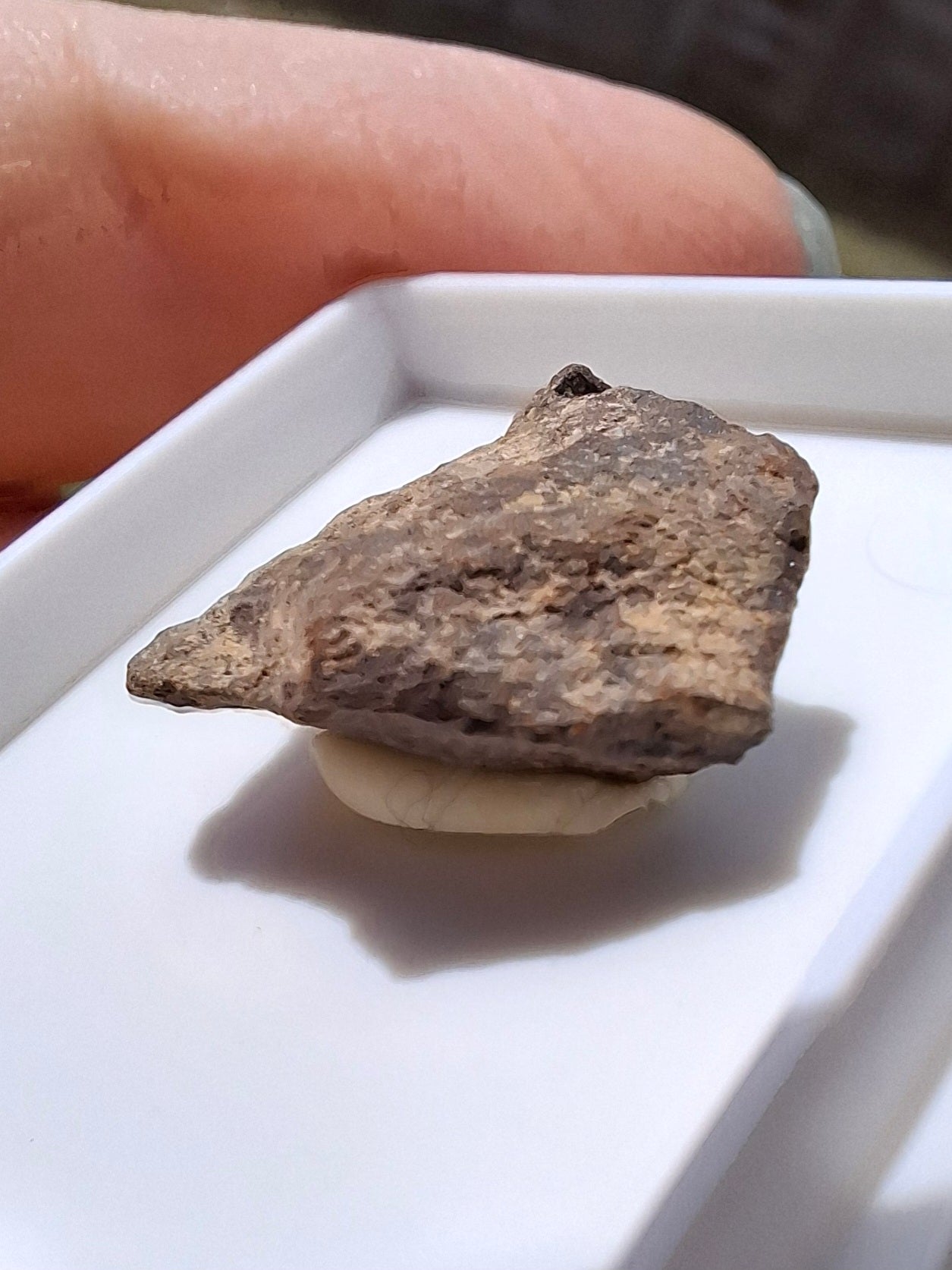Chondrite, Meteorite (Ref: CM6)